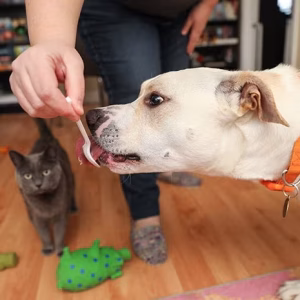 RAW Diet: The Ultimate Solution for a Healthy Pet