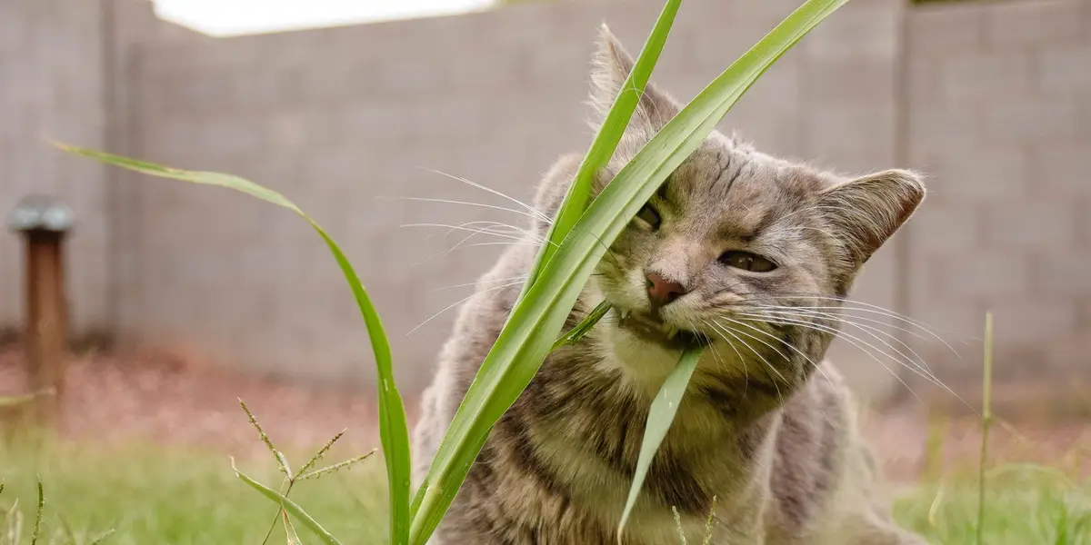 Why Does My Pet Eat Grass?