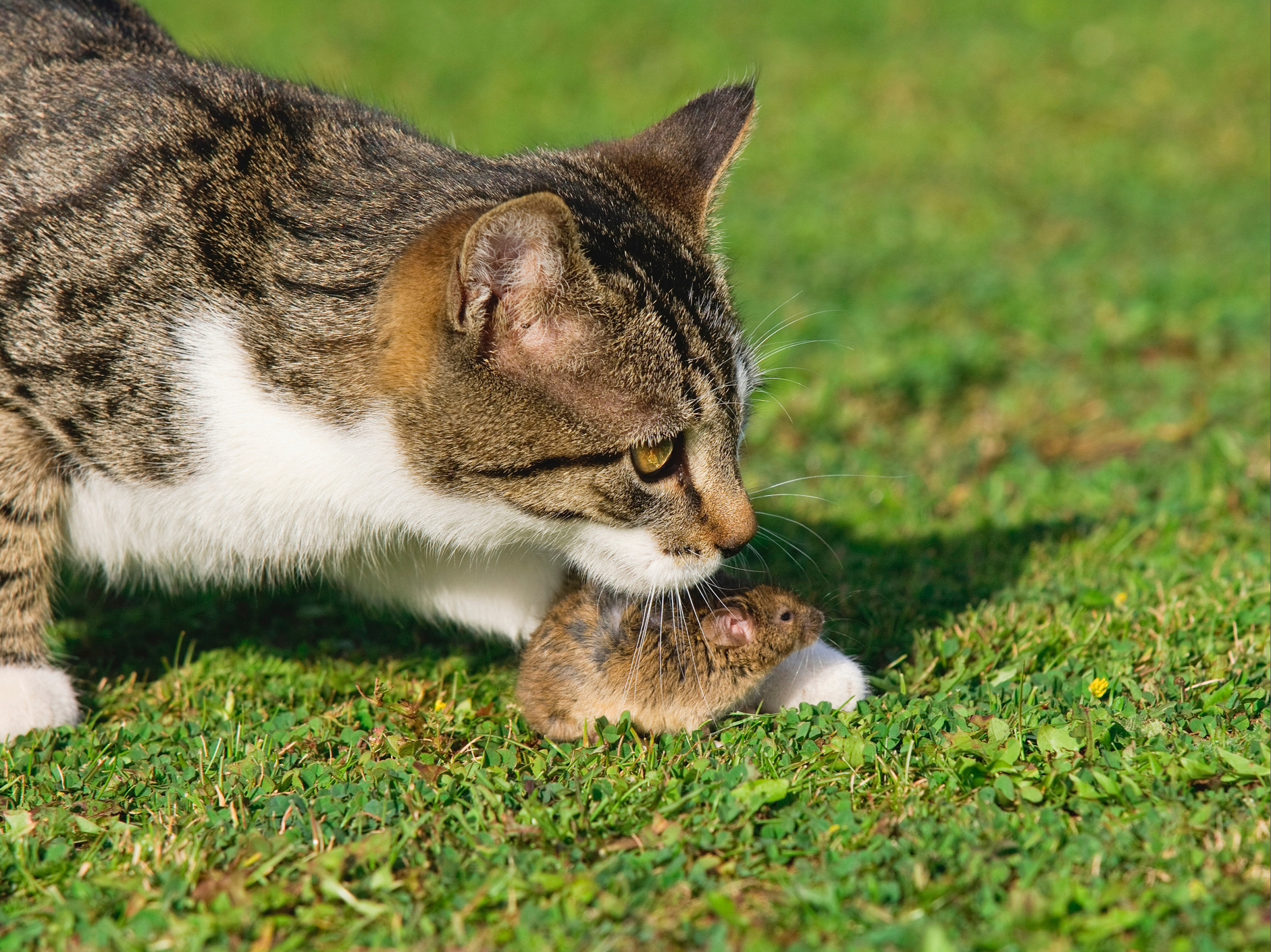 What to Do If My Cat Brings Dead Animals: Understanding Feline Hunting Behavior