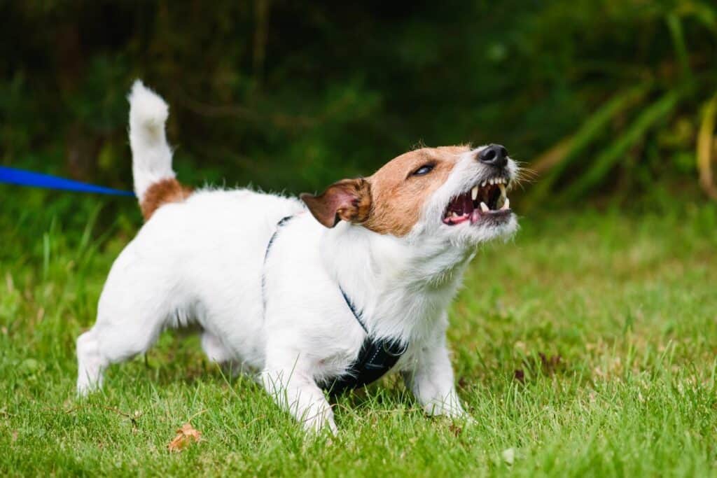 How to Deal with a Reactive Dog: A Compassionate Guide to Understanding and Managing Reactivity