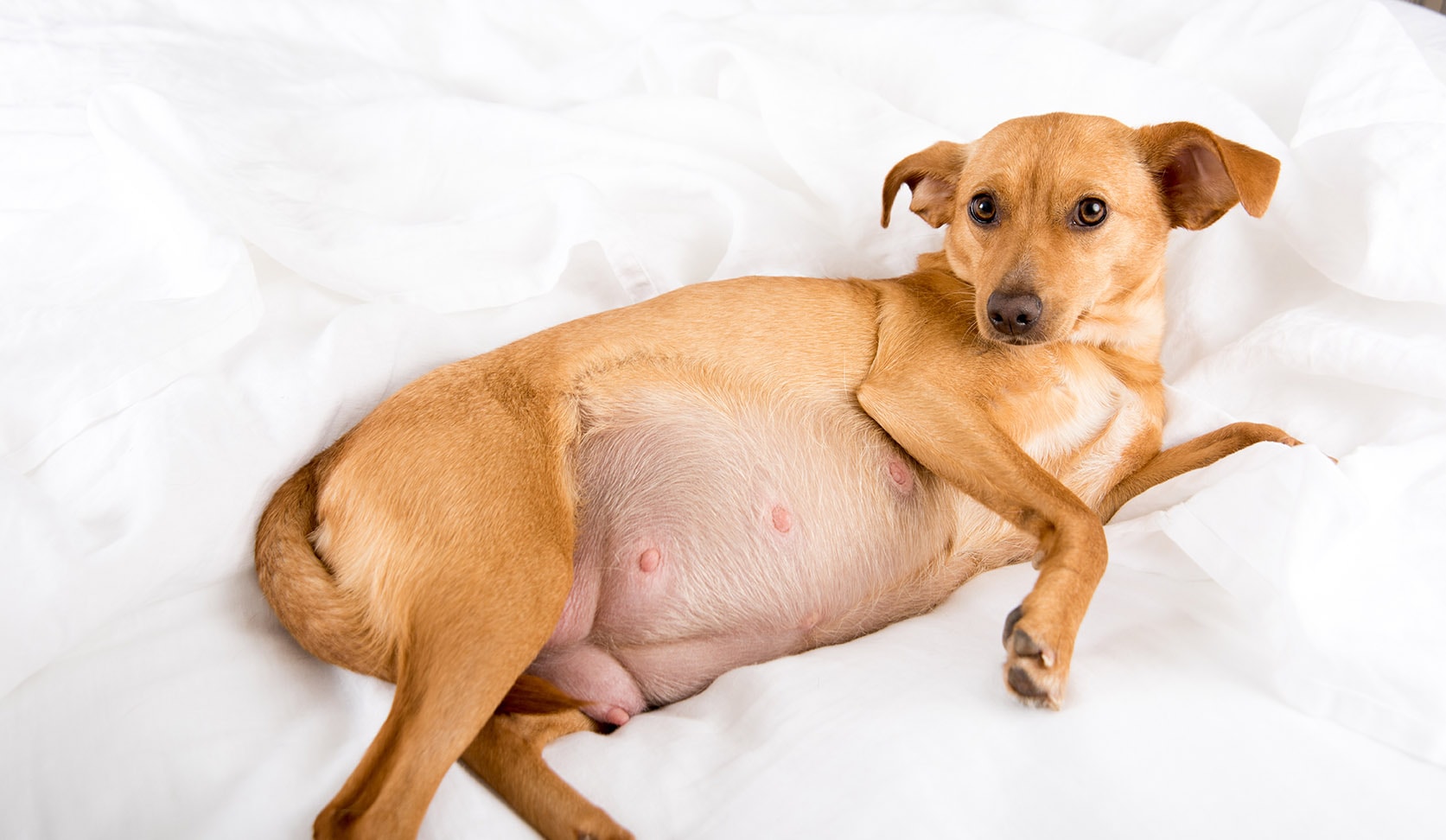 Essential Tips for Caring for Your Pregnant Dog: A Complete Guide to Canine Pregnancy