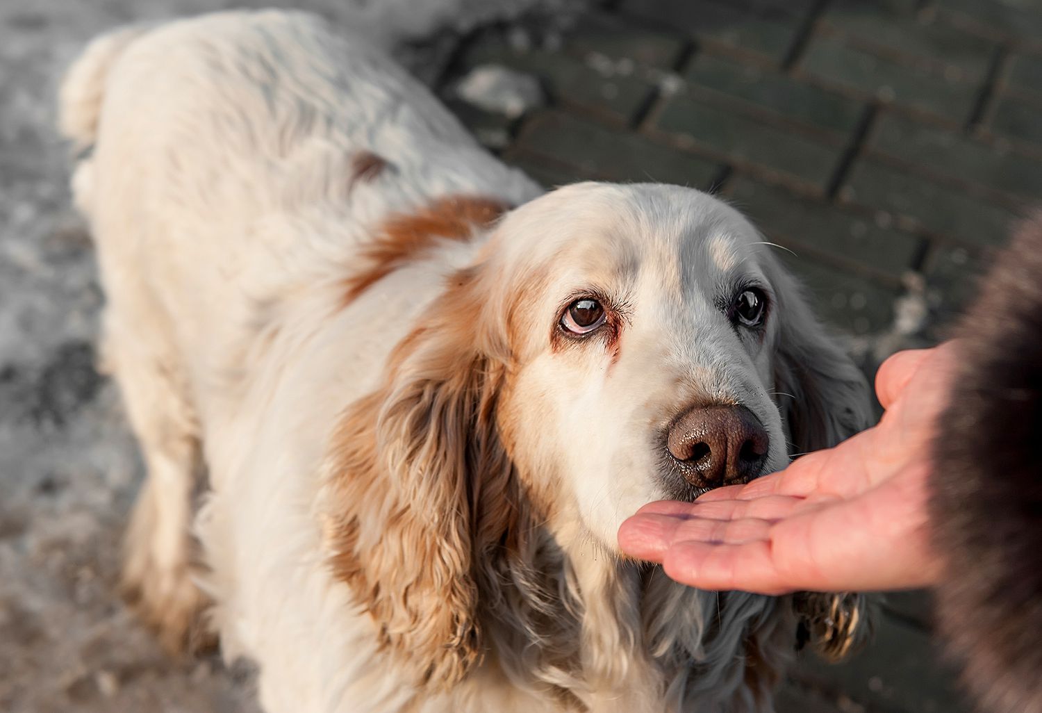 The Amazing Science Behind How Dogs Can Smell Your Stress